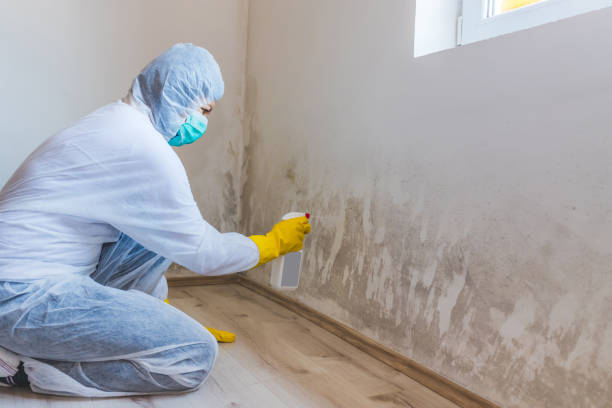 Professional mold removal team in Garner